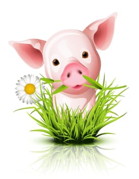 Little pink pig in green grass