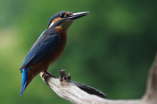 Kingfisher (Alcedo atthis)
