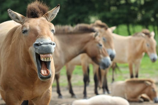 Yawning Przewalski's stallion with his herd