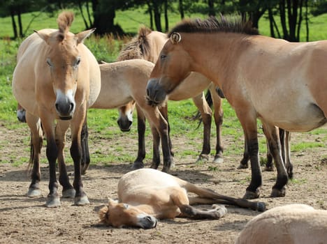 Przewalski's horses with foals at Sababurg Zoo