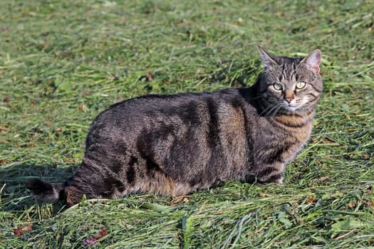 Hunting mice in the hay