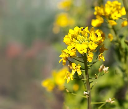 Biodiversity australian native bees on yellow organic boc choy flower
