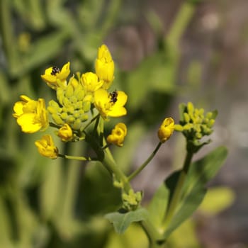 Biodiversity australian native bees on yellow organic boc choy spring flower