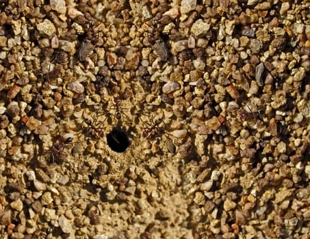 Australian bull ants nest entry in stony pebble granite texture background