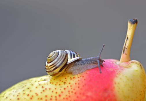 Snail on pear