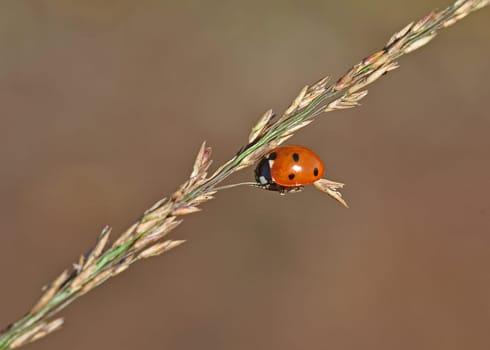 Ladybird
