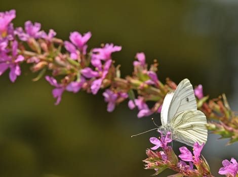 Cabbage white on loosestrife