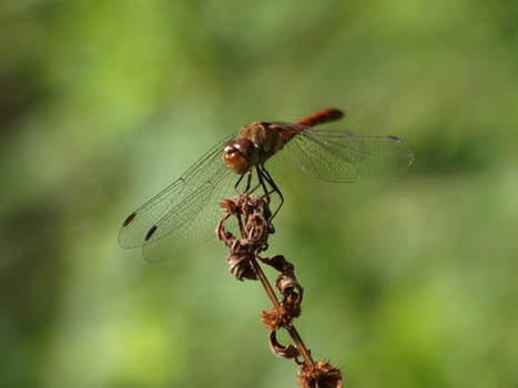 Yellow-winged darter