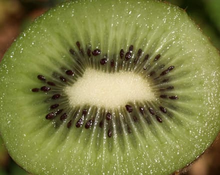 Kiwi