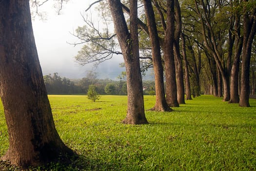Green trees in park and sunlight with nice house for adv or others purpose use