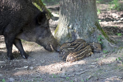 Bache guards her newborn youngsters