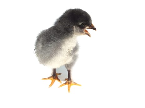 Live chickens