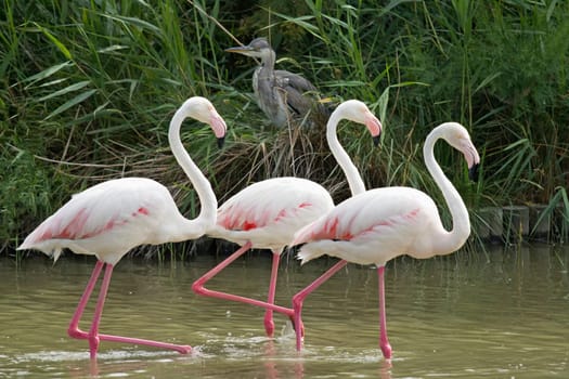 Group of three flamingos walking in a lake In the background sits heron.