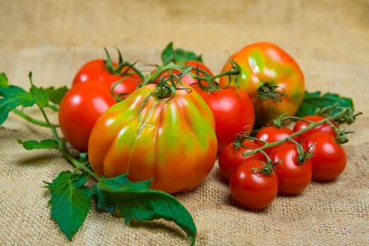 tomatoes