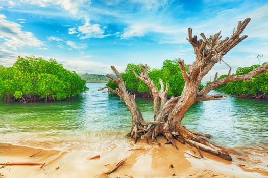 Tropical island. Dried tree on the foreground
