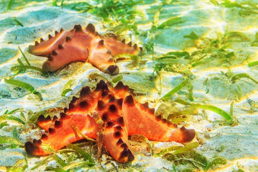 Two beautiful starfishes underwater
