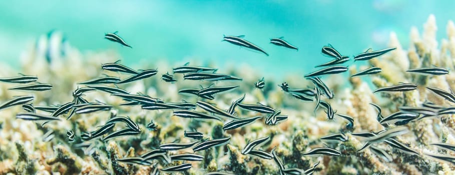Underwater panorama. Catfishes and coral
