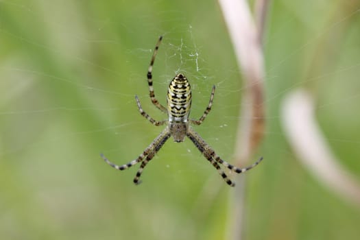 Wasp spider (Argiope bruennichi)