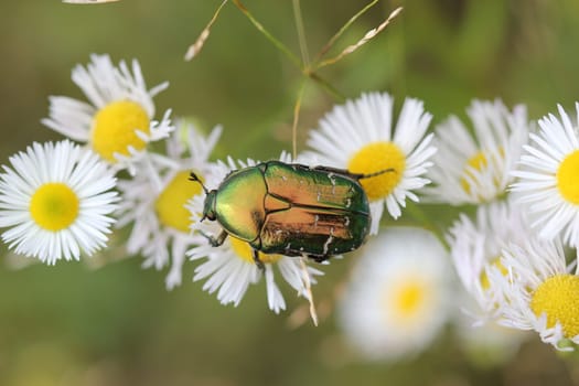 Rose beetles in bloom