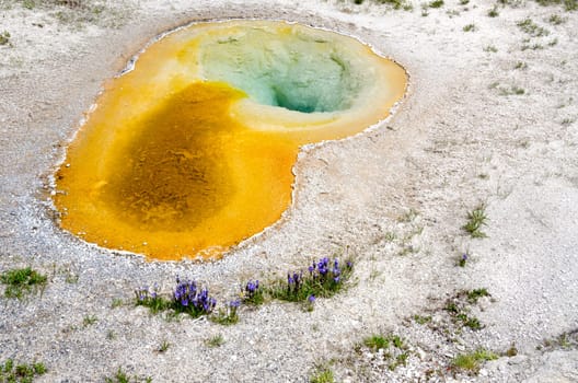 Geyser and flowers in Yellowstone National Park in Wyoming in the United States of America