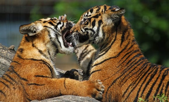 Scuffle among siblings