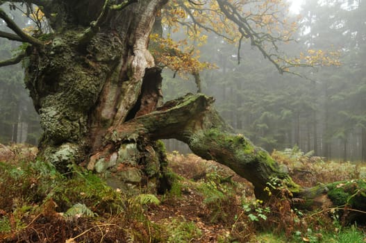 Court oak in the Reinhardswald