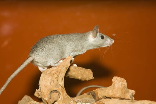Group of mice in a terrarium
