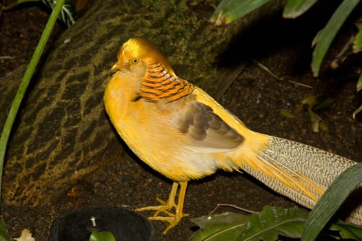 Golfasan male in full splendor