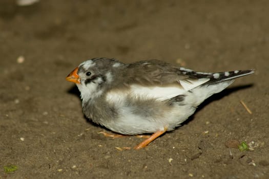 Zebra finch on the ground
