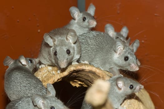 Group of mice in a terrarium