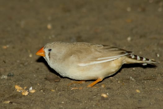 Female zebra finch sitting on the ground