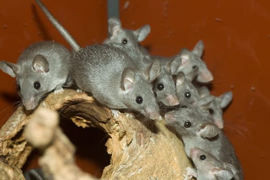 Group of mice in a terrarium