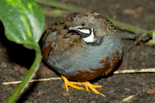 Young pygmy chicken in the run of the cage