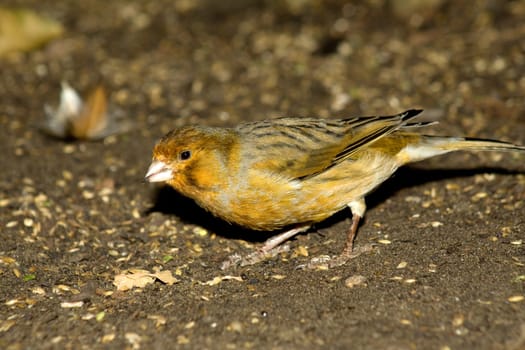 Finch at the bottom of an aviary