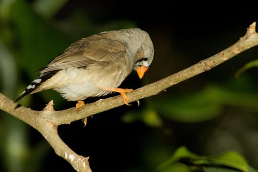 Zebra finch sits on a second and looks down