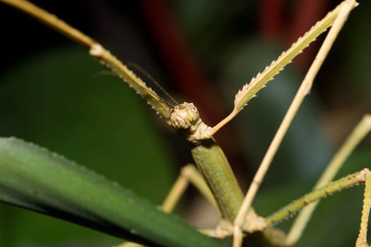 Stick insect sitting on a leaf