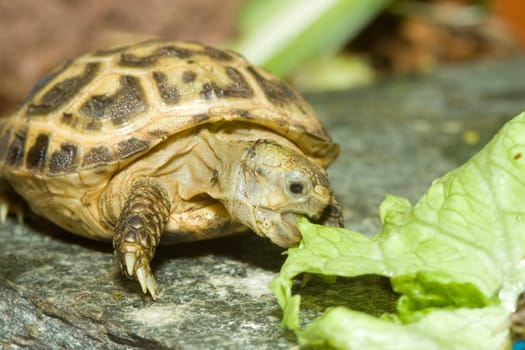 Turtle eats on a lettuce leaf