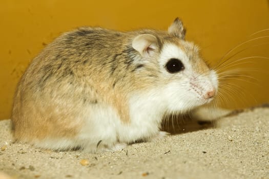 Small hamster in squatting position
