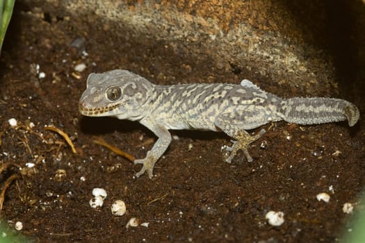 Little gecko sitting on the floor