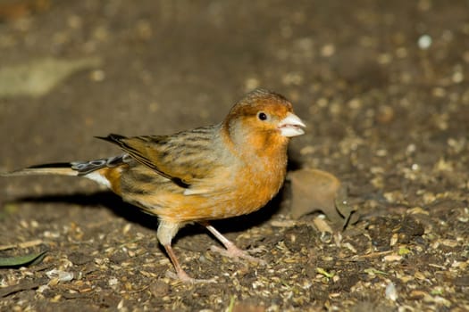 Finch at the bottom of an aviary
