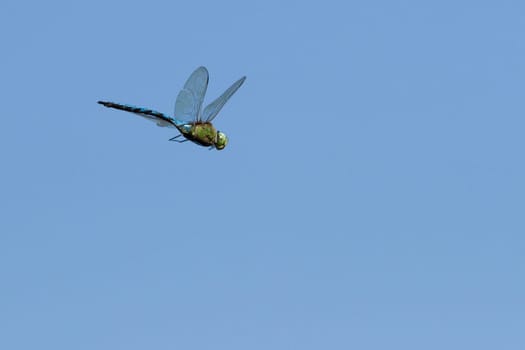 flying dragonfly on blue sky