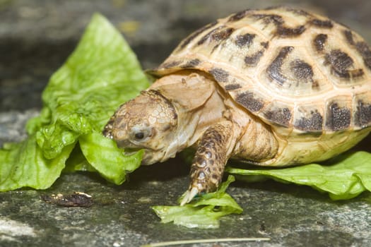 Turtle eats on a lettuce leaf