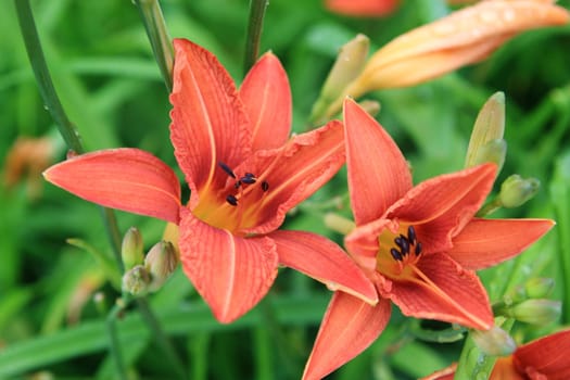 Edible flowers - daylily