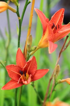 Edible flowers - daylily