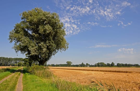 Late summer