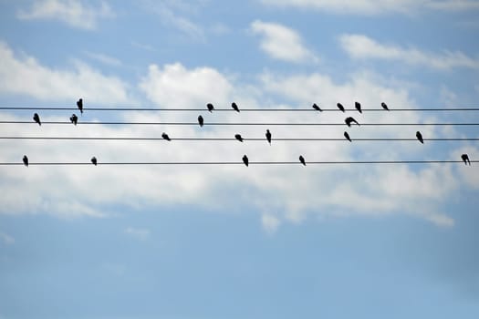 Starlings on power line