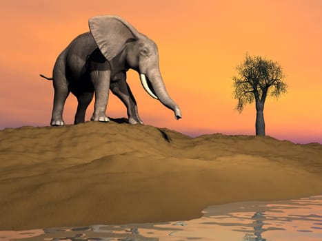 Elephant on a sand hill next to water ready to drink by sunset