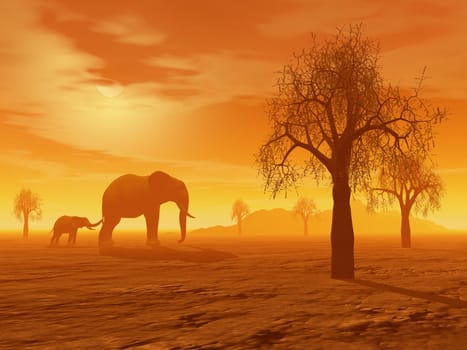 Little elephant holding its mum&#039 s queue in the savannah with baobabs by sunset