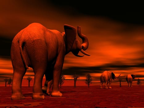 Shadows of three elephants standing between baobabs in the savannah by red sunset