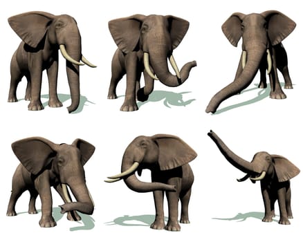 Set of six elephants in many position with their shadow in white background